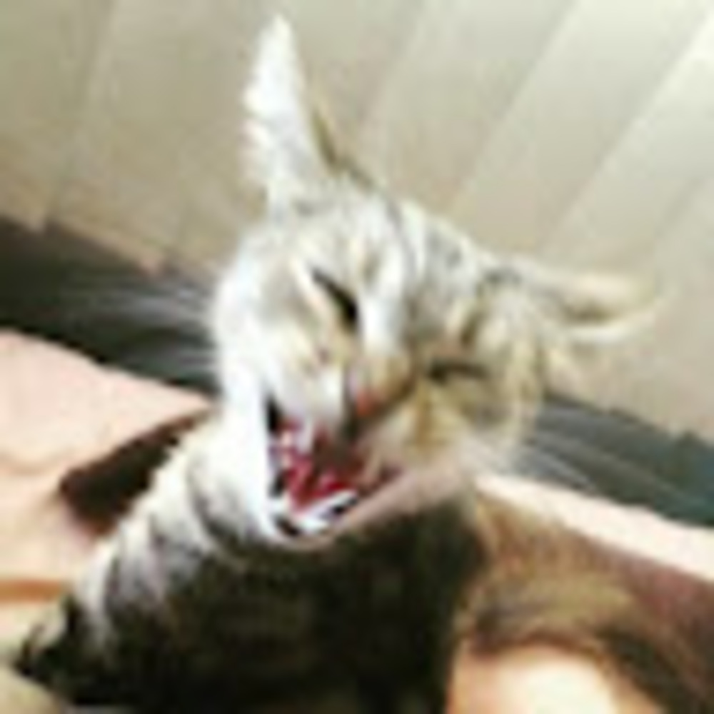 Meet your Posher, Julie